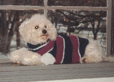 Scooter in his Sweater